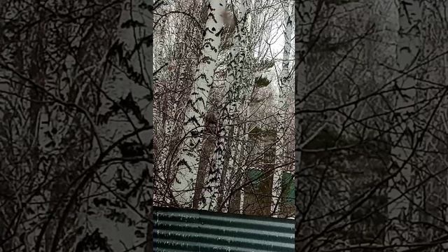 Беличьи гнезда вокруг дома. смотреть онлайн