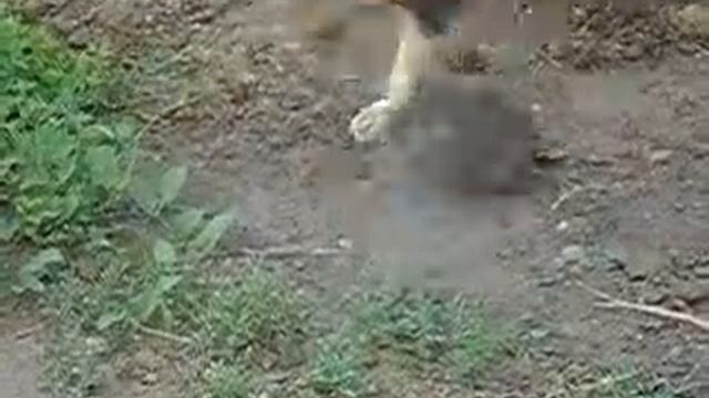 Собак и Ежик.avi смотреть онлайн