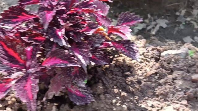 Колеусы в начале июля. Обзор.04.07.2023. Владимирская область.#цветы #flowers #колеус #сад #garden смотреть онлайн