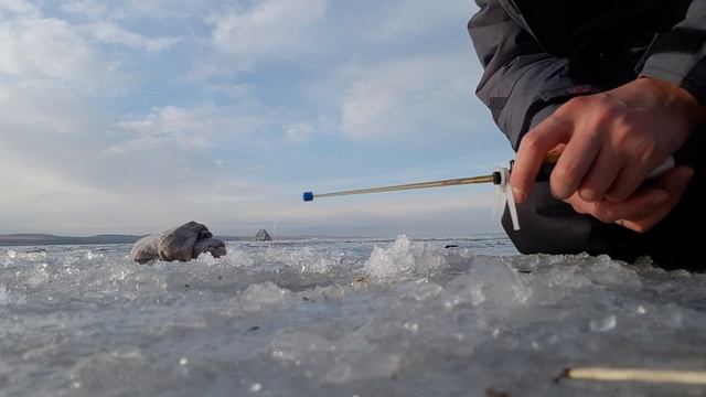 ПЕРВЫЙ ЛЕД, РЫБАЛКА 2020-2021,ИРКУТСКАЯ ОБЛАСТЬ,УСТЬ-АЛТАН . смотреть онлайн