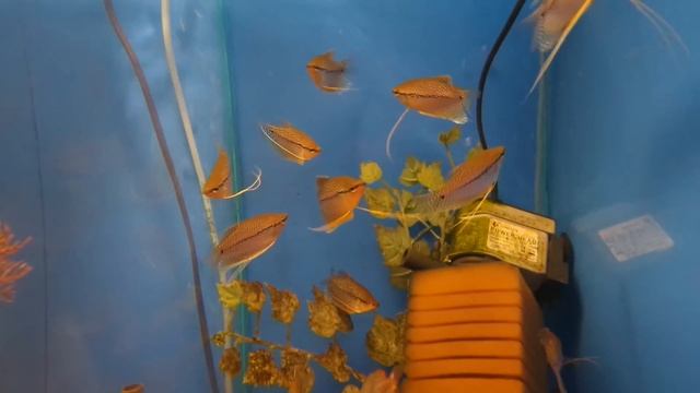 Гурами жемчужный - содержание и уход. смотреть онлайн