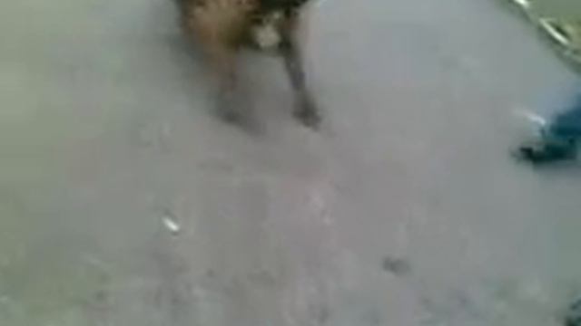 собака кусака смотреть онлайн