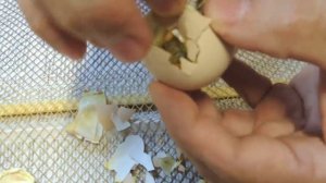 Из одного яйца вылупилось 2 цыпленка!