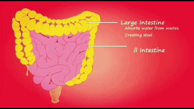 GIT-Anatomy of Large, Small Intestine, Rectum And their work.. смотреть онлайн