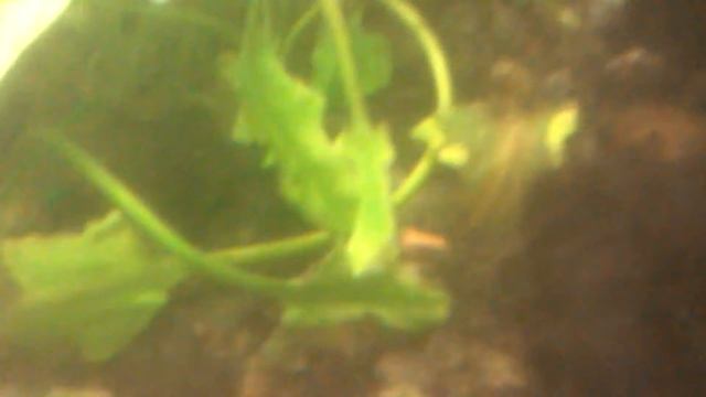 Интересная информация про скалярий смотреть онлайн