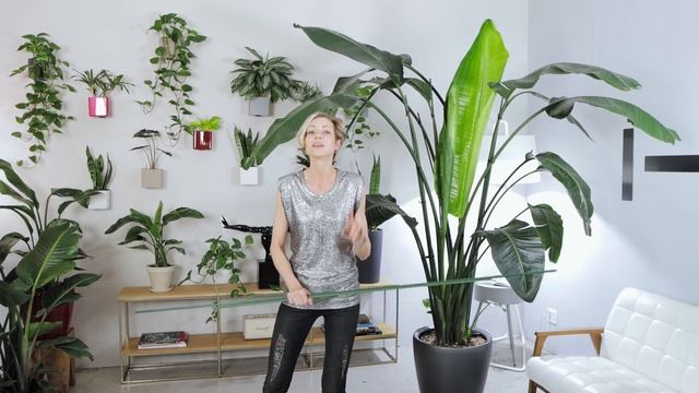 Bird Of Paradise Care | Repotting + Watering + Tips ?