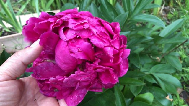 Kansas City peony.Beautiful semi double peony.Growing peony in North Texas.//Small garden смотреть онлайн