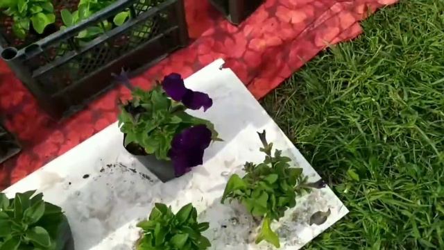 НАШИ ЦВЕТЫ 2021 ГОД! смотреть онлайн