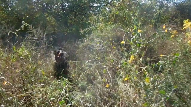 Кинолог Иволга о породе собак Добермане. смотреть онлайн