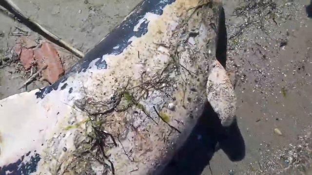 Дельфинёнка выбросило на берег... смотреть онлайн