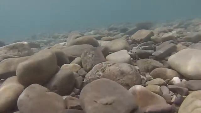 Обитатели дна чёрного моря! смотреть онлайн