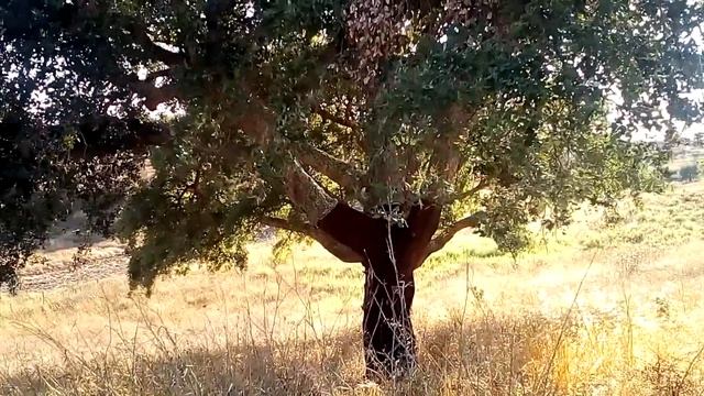 Пробки, которые растут на деревьях. Португальская среда #11 смотреть онлайн