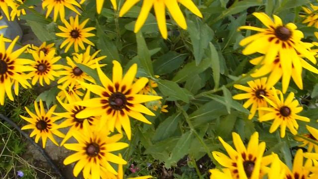 Рудбекия цветёт летом. смотреть онлайн