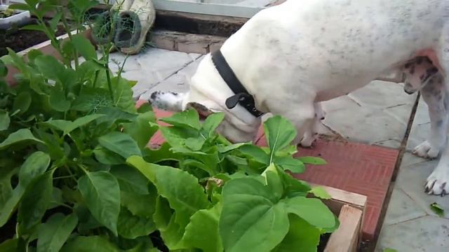 Марсель кушает смотреть онлайн