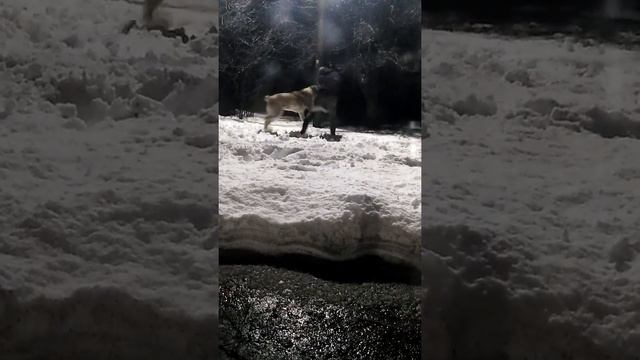 Алабай завалил хозяина 9 месяцев смотреть онлайн