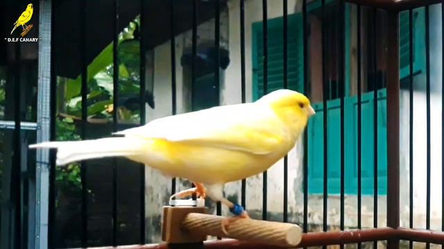 Canary's Most Powerful Song For Training | Spanish Timbrado смотреть онлайн