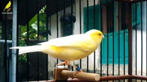 Canary's Most Powerful Song For Training | Spanish Timbrado