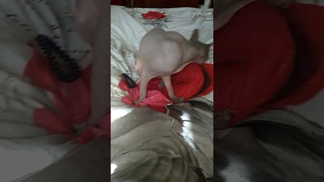 Сфинкс Толик смотреть онлайн