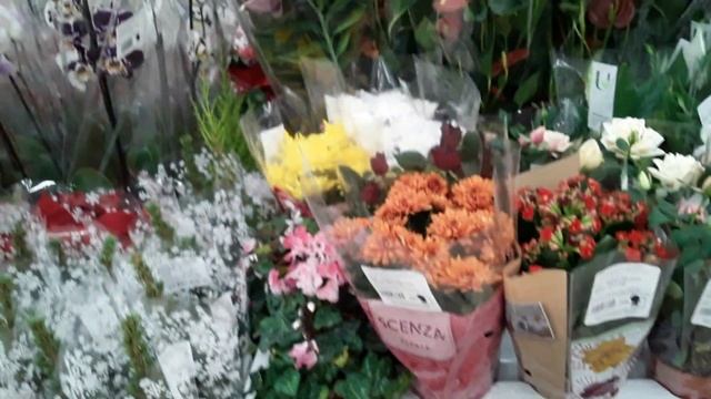 ОРХИДЕИ ПОПУГАЙ и другие растения Санкт - Петербург 2 декабря 2022 смотреть онлайн