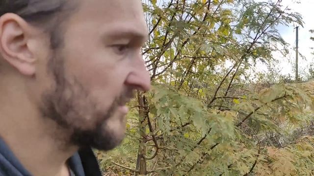 Высший пилотаж для пруда - листопадные хвойные в Беларуси, октябрь 2021 смотреть онлайн