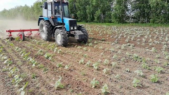 Междурядная культивация подсолнечника МТЗ 1021 крн5,6 смотреть онлайн