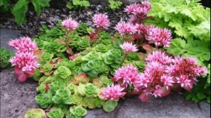 Агрессивные почвопокровные многолетники в саду как альтернатива газону