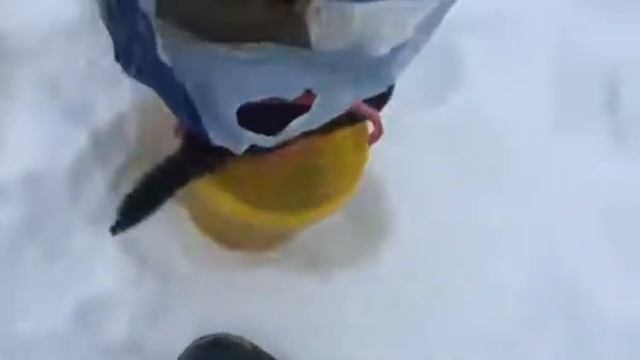Хорек пришел за рыбой смотреть онлайн