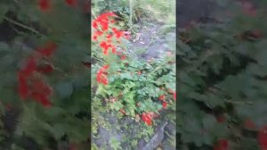 Розы почвопокровные. Идеи для посадки.