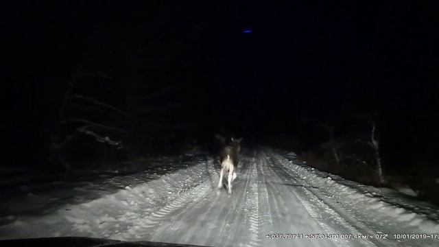 Встреча с лосем в лесу на дороге смотреть онлайн