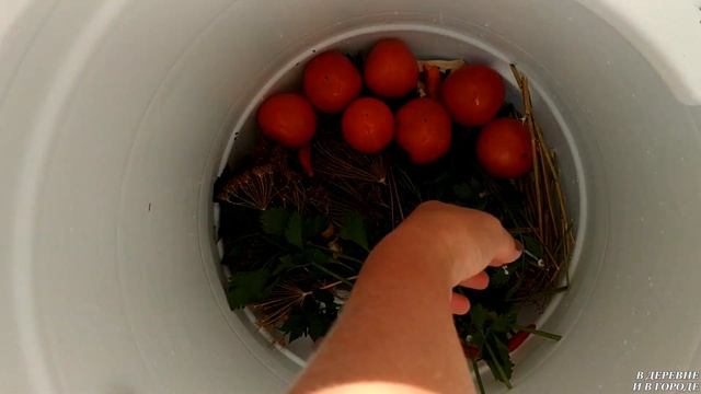 ПЕРЕЕХАЛИ ИЗ ГОРОДА В ДЕРЕВНЮ / КАК Я КВАШУ ПОМИДОРЫ В БОЧКЕ. Живём в деревне. смотреть онлайн