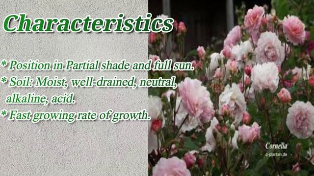 Cornelia Rose / Best Rose for Border Plantation / #Roses / #Floriculture смотреть онлайн