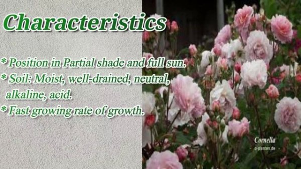 Cornelia Rose /  Best Rose for Border Plantation / #Roses / #Floriculture