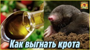 Теперь Кроты в прошлом Как я избавилась от Крота у себя на даче самым эффективным способом