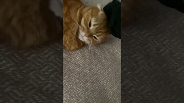 Как примирить двух кошек?? смотреть онлайн