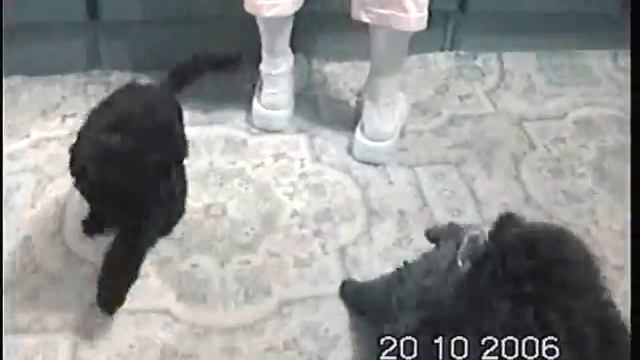 Щенки 2 смотреть онлайн