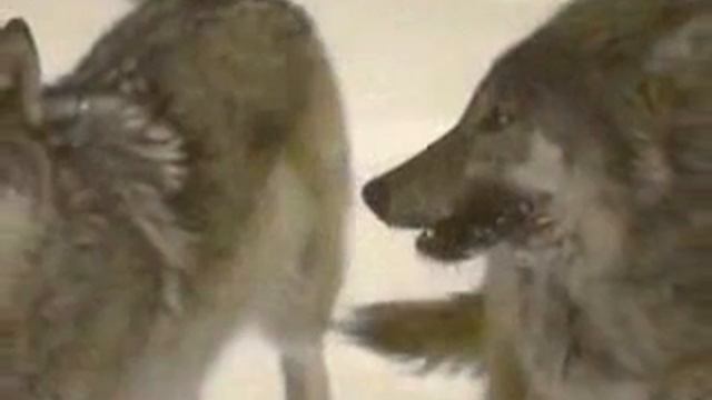 Одинокий волк .Виталий Цаплин.(автор и исполнитель) смотреть онлайн
