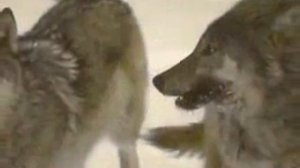 Одинокий волк .Виталий Цаплин.(автор и исполнитель)