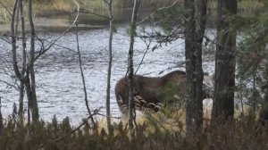 Охота на лося с лайками.  Утопил лося.