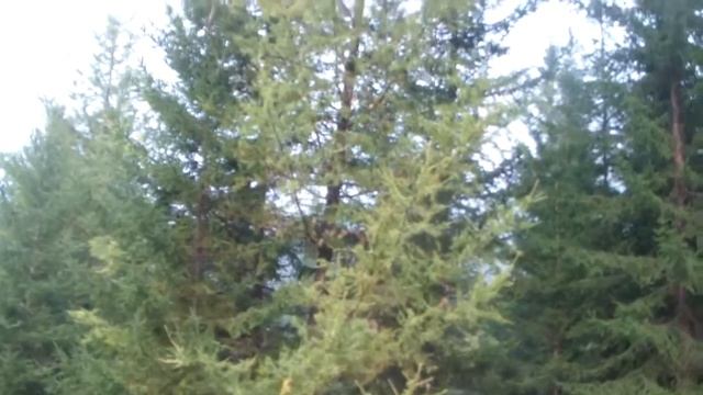 Осенняя Охота р Медвежий Восточная Сибирь Иркутская обл 21 сентября 2016 г смотреть онлайн