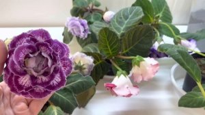 У Глоксинии пятна на листьях. О чем это говорит