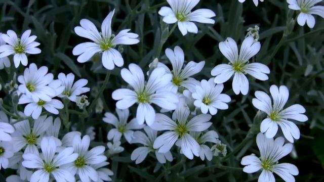 Ясколка. Дачные картинки 2022. смотреть онлайн