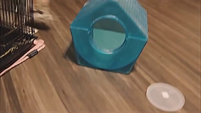 Шиншилла в домашних условиях смотреть онлайн