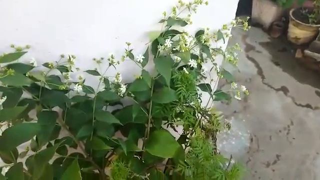 harsingar plant #parijat смотреть онлайн