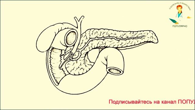 СТРОЕНИЕ ПЕЧЕНИ, ЖЕЛЧНОГО ПУЗЫРЯ И ПОДЖЕЛУДОЧНОЙ ЖЕЛЕЗЫ смотреть онлайн