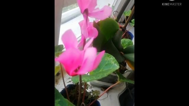 Цикламен или Альпийская фиалка #цикламен #комнатные_растения #Фиалка_Альпийская