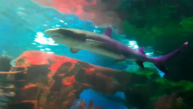 Океанариум в Санкт-Петербурге / Oceanarium In St. Petersburg