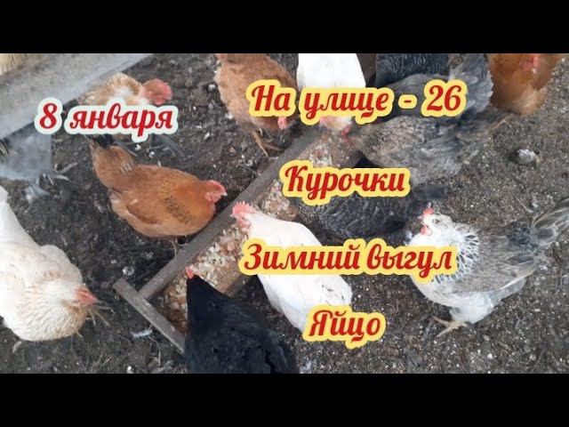Курочки - обычный день на выгуле и в курятнике.... смотреть онлайн