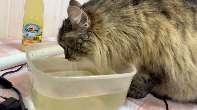 Кошка пьет воду в замедленной съемке смотреть онлайн