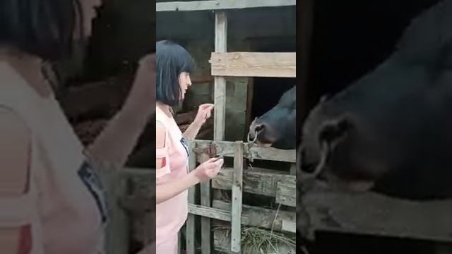 Наши подписчицы кормят бычков шоколадными конфетами 😂🤣🤣 смотреть онлайн