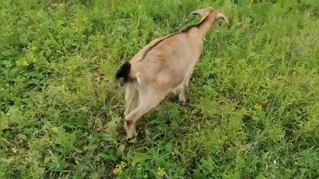 сделала для козла отдельный загон смотреть онлайн